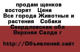 продам щенков восторят › Цена ­ 7 000 - Все города Животные и растения » Собаки   . Свердловская обл.,Верхняя Салда г.